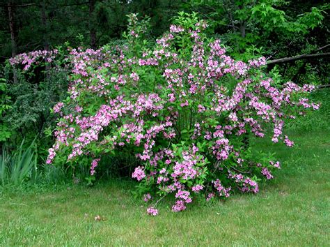What Are The Best Shrubs With Flowers