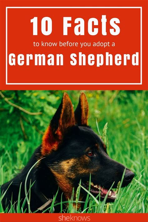 German Shepherds Have Unique Needs — Consider These 10 Facts Before You