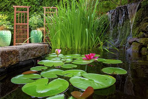 Garden Pond With Plants And Waterfall Photograph By Jit Lim