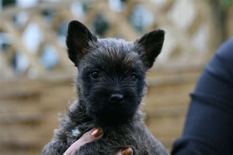 8 Facts That Cairn Terrier People Understand Better Than Anyone | The ...