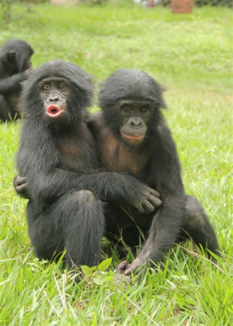 Whether that's the result of genetics or. Young apes manage emotions like humans, study says