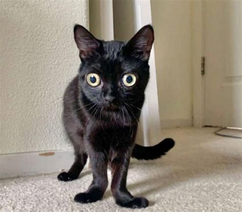 Black Cat With Huge Eyes And Wonky Feet Named Mayor Of Hell