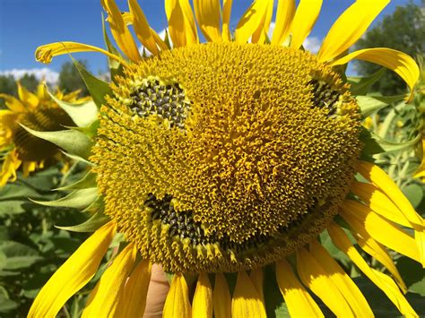 Agronomy-Ukraine: Did Ukraine restrict how many hectares of sunflowers ...
