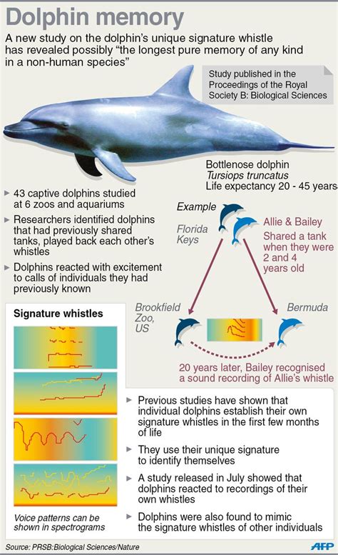 Graphic Fact File On Dolphin Vocalisations A New Study Published