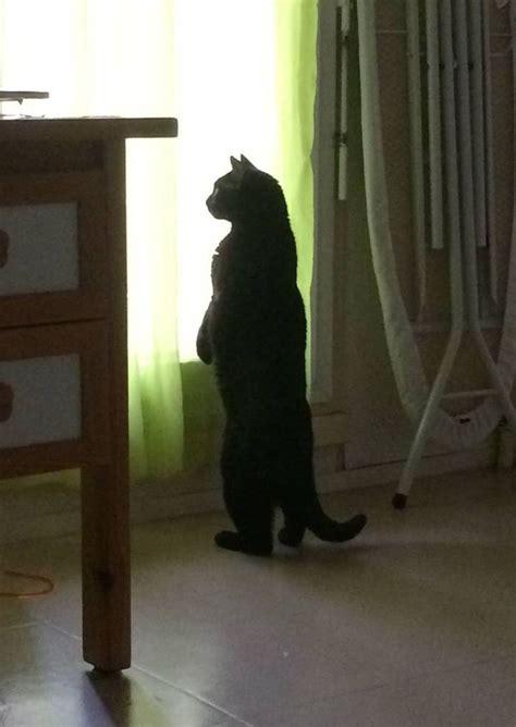 15 Cats Who Prefer To Stand Thank You Very Much Cats Cat With Blue