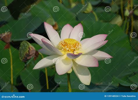 Lotus Flower In The Wild Field Wetland Stock Photo Image Of Path