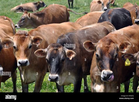 Vaches Ferme Traite Brune Banque De Photographies Et Dimages à Haute Résolution Alamy