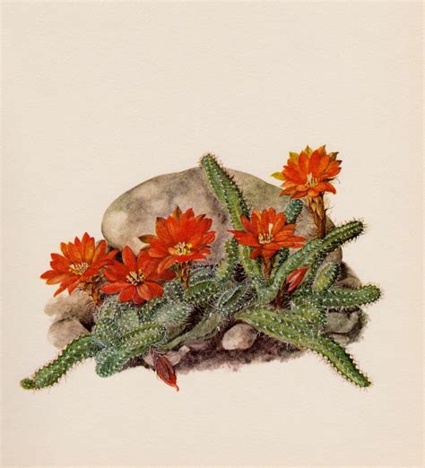 Beautiful Antique Botanical Cactus Print Peanut Cactus Art Red Flower
