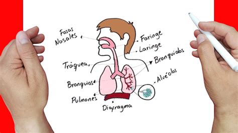 Como Dibujar El Sistema Respiratorio Paso A Paso Y Muy F Cil Youtube