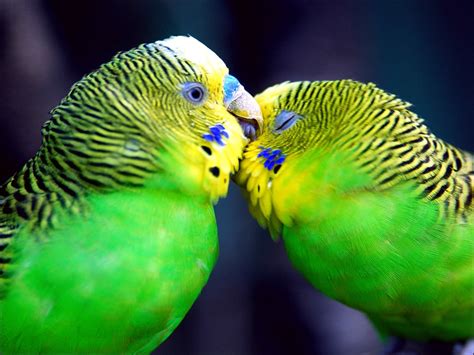 Parakeet Budgie Parrot Bird Tropical 48 Wallpapers Hd Desktop