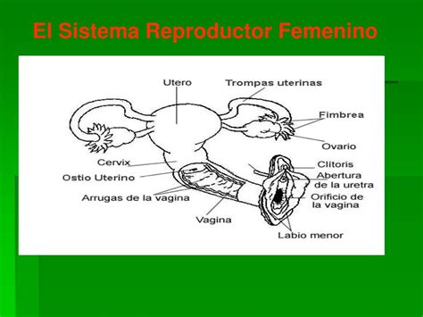 Ppt Este Sistema Está Formado Por órganos Internos órganos Externos