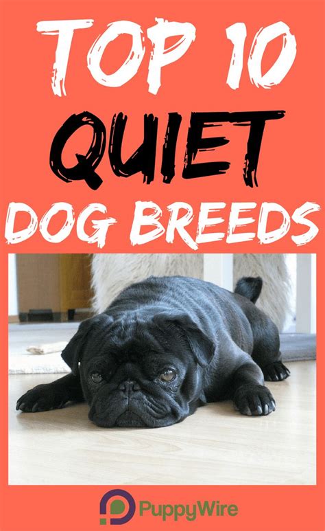 Top 10 Small Quiet Dog Breeds Perfect For Apartments