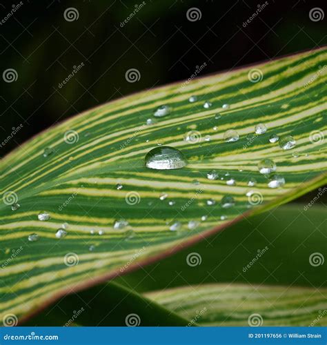Water Droplets On Green Leaf Stock Photo Image Of Droplets Leaf