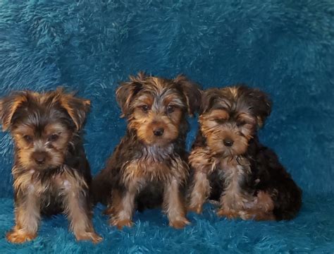 Yorkshire Terrier Puppies For Sale Chicago Il 301484