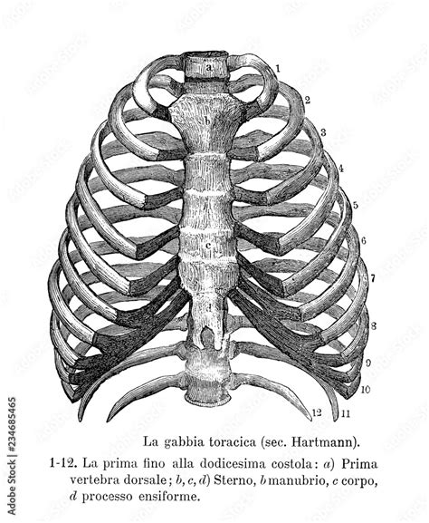 Vintage Illustration Of Anatomy Human Rib Cage Skeletal Structure With