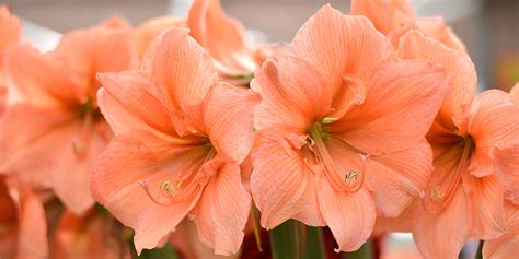 How To Grow Amaryllis Dutchgrown Growing And Planting Guide