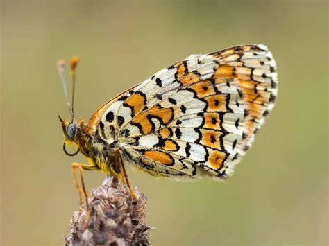 Fritillary Butterfly Insect Facts A Z Animals