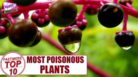 Top 10 Most Poisonous Plants In The World Pastimers Youtube