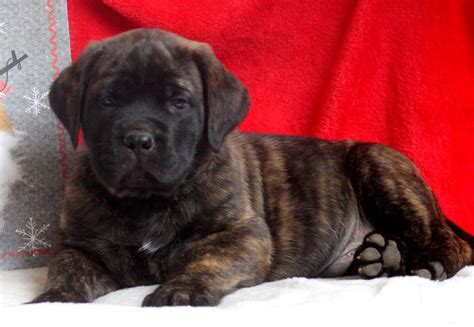 It is a rare breed that can hardly be found outside southern italy, because the breeders here want to preserve the race, so they rarely give it to people from other areas. English Mastiff Puppies For Sale | Seattle, WA #271490