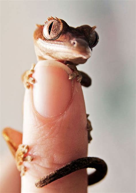 We are sorry to hear that you don't like our idea to add another version of your translation. 18 Cute and Adorable Reptiles That Will Make You Go Awww