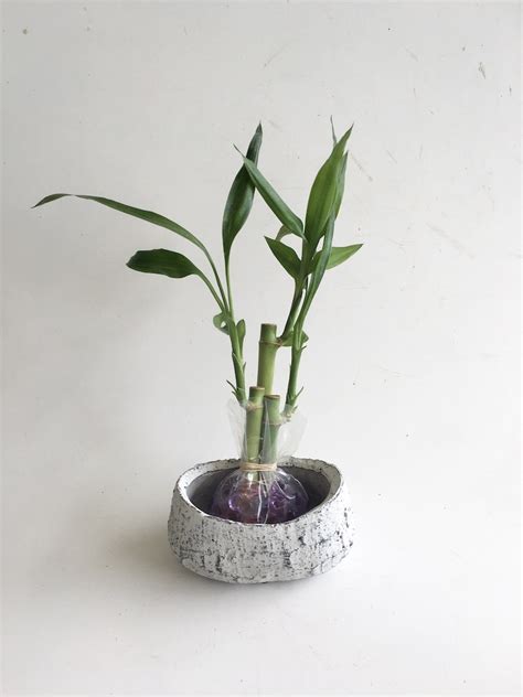 Indoor Plant Lucky Bamboo 4 And 6 Straight Stalks Etsy