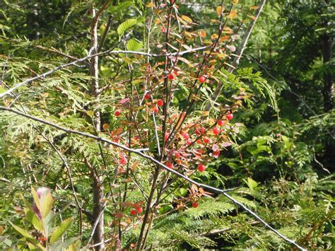 Red Huckleberry Vaccinium Parvifolium Native Plants Pnw