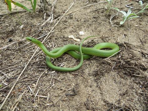 Filesmooth Green Snake Opheodrys Vernalis Wikimedia Commons