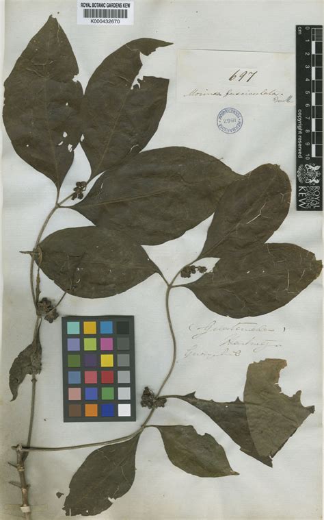 Morinda Fasciculata Benth Plants Of The World Online Kew Science