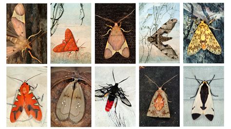Moths Alive And In Color In All Their Diversity The New York Times