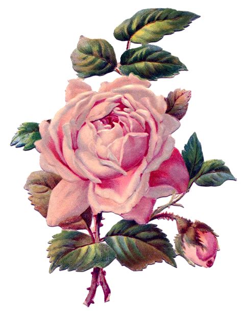 Rosas De Verônica Vintage Roses Rosas Vintage Png Clip Art Vintage