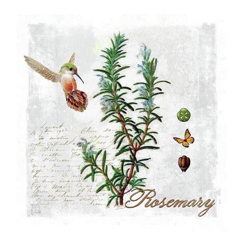 Botanical Illustration Rosemary Herb Hummingbird Botany Painting By