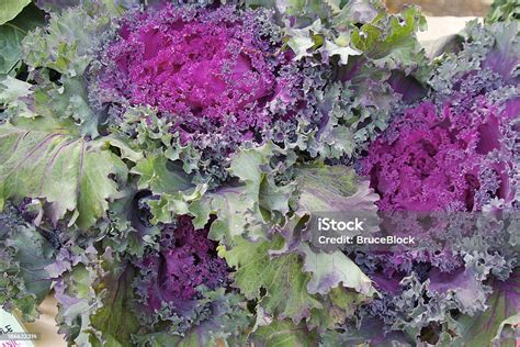 Red Chidori Kale Stock Photo Download Image Now Purple Ruffled