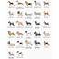 Akc Dog Breed List  Breeds
