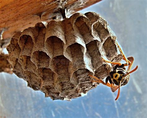 Black And Yellow Wasp Picture Image 82992255