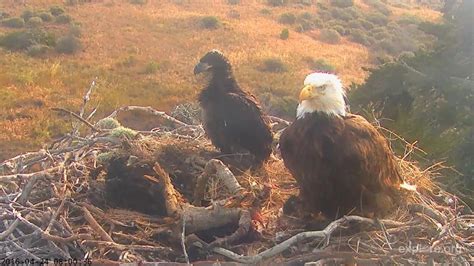 Channel Islands National Park Bald Eagle Nest Sauces Canyon Image From National Park Service
