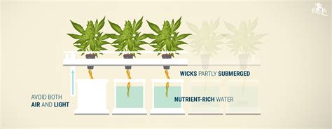 Hydroponics Cannabis Growing Guide Rqs Blog