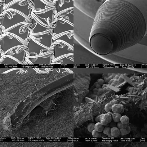 Electron Microscope Photos Of Common Things Micropedia