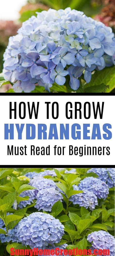 Hydrangea Care And Growing Tips Artofit