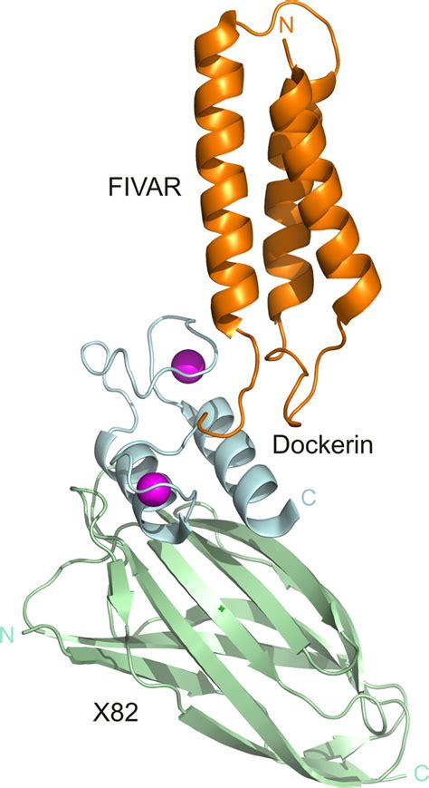 Structural Basis Of Clostridium Perfringens Toxin Complex Formation Pnas
