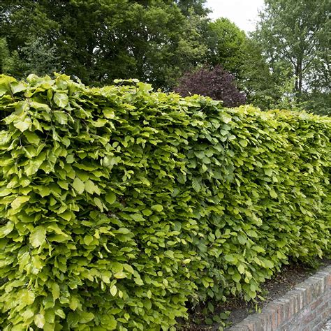 20 Green Beech Hedging Plants Fagus Sylvatica Trees 30 50cmcopper In