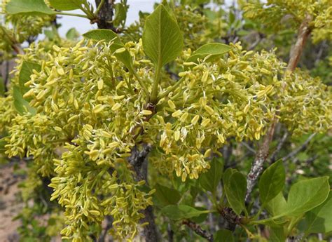 Southwest Colorado Wildflowers Fraxinus Anomala