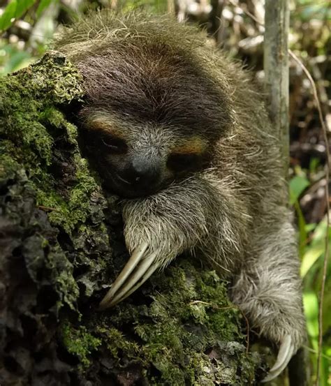 Pygmy Three Toed Sloth Conservation Zsl