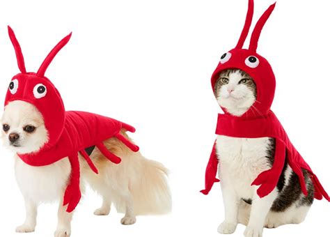 These 25 Cat Halloween Costumes Are Pure Instagram Gold Huffpost Life