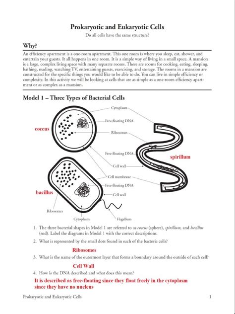 Prokaryotes Vs Eukaryotes Worksheet