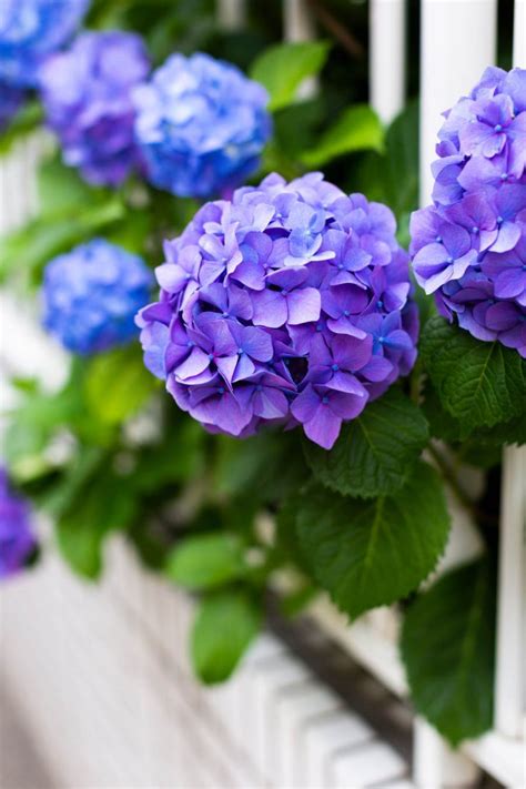 How To Plant Hydrangeas In Pots Canvas Depot