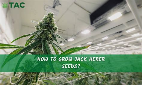 How To Grow Jack Herer Seeds Talking About Cannabis
