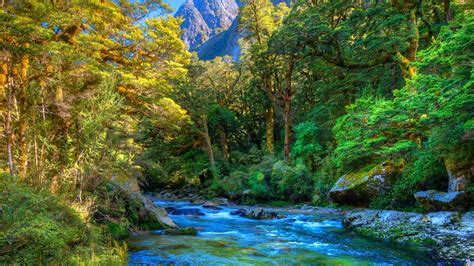 Greenery Foliage Water Stream River Between Green Trees Forest