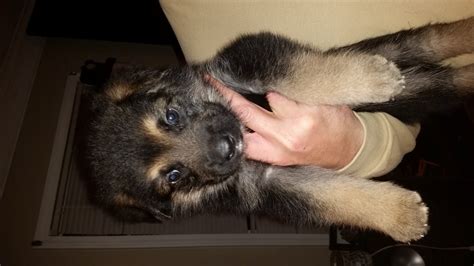 These are serious lgd, property guards. German Shepherd Puppies For Sale | Dunn, NC #177392