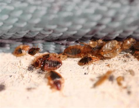 How To Find Bed Bugs In Hotel Bed Bug Get Rid