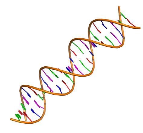 Nucleic acids have a primary, secondary, and tertiary structure analogous to the classification of protein structure. Nucleic acid double helix - Wikipedia